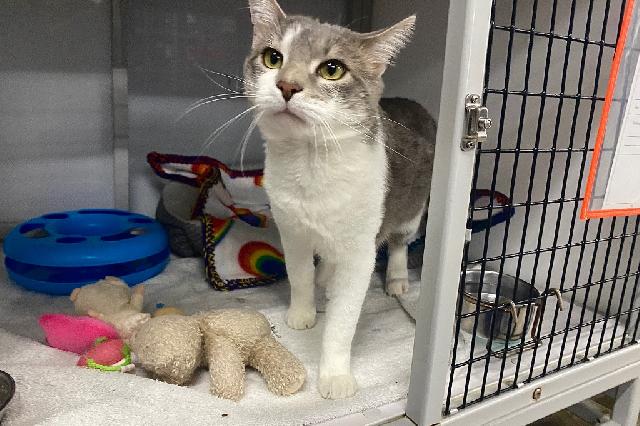 My name is Snuggle and I am ready for adoption. Learn more about me!