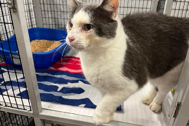 My name is Grandpa and I am ready for adoption. Learn more about me!