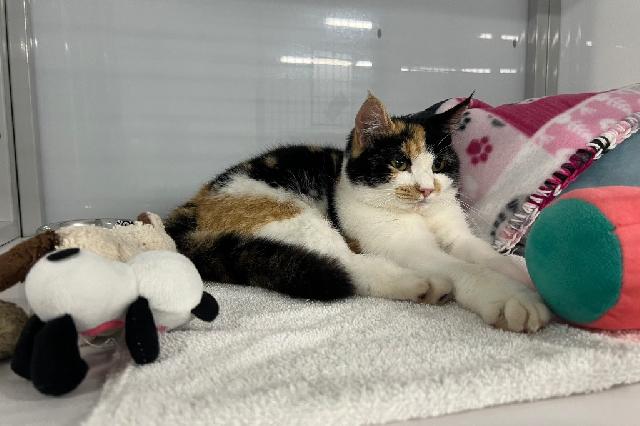 My name at SAFE Haven was Paint-By-Numbers and I was adopted!