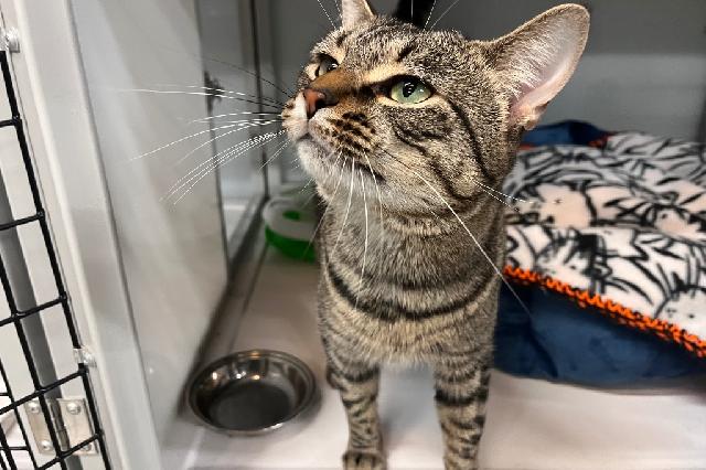 My name is Whelk and I am ready for adoption. Learn more about me!