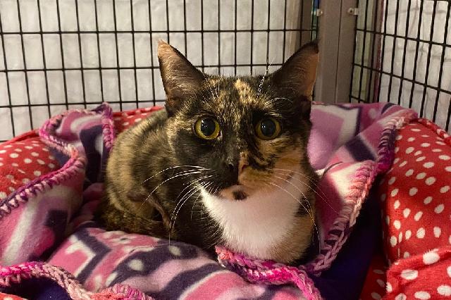 My name is Ponderosa and I am ready for adoption. Learn more about me!