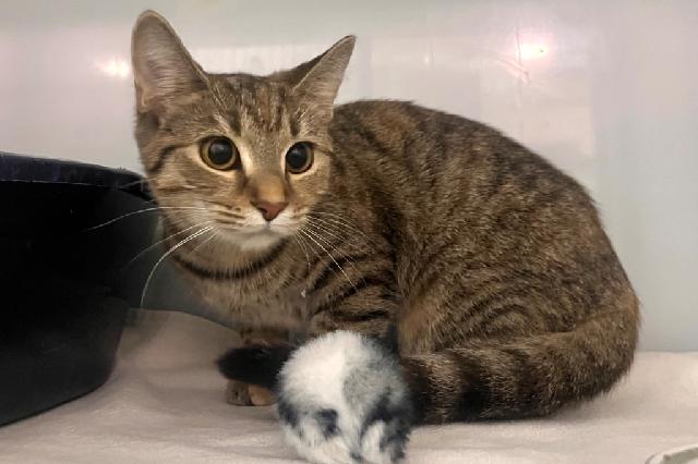 My name is Pandora and I am ready for adoption. Learn more about me!