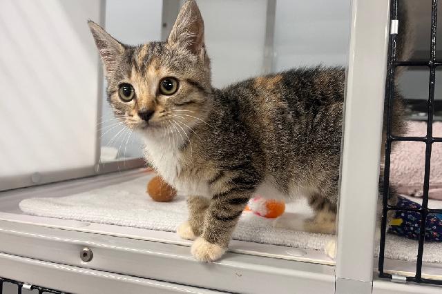 My name at SAFE Haven was Curious Georgina and I was adopted!