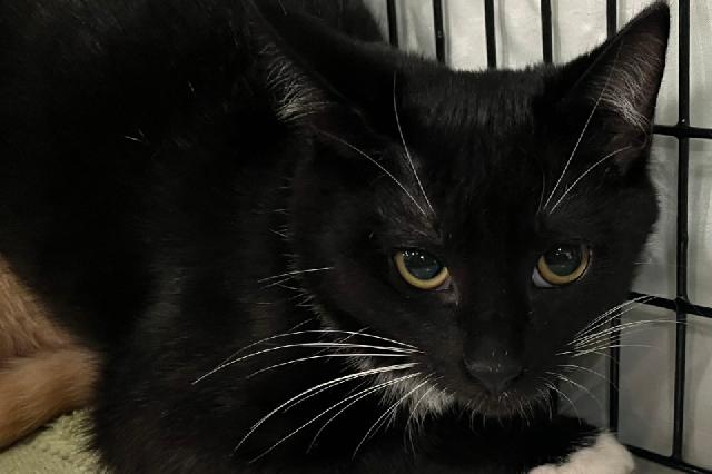 My name is Spider Jockey and I am ready for adoption. Learn more about me!