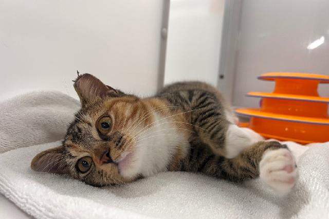 My name is Elytra and I am ready for adoption. Learn more about me!