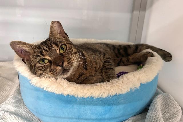 My name is Rattlesnack and I am ready for adoption. Learn more about me!