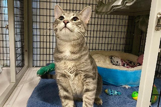 My name is Sparky and I am ready for adoption. Learn more about me!