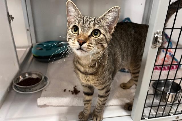 My name is French 75 and I am ready for adoption. Learn more about me!