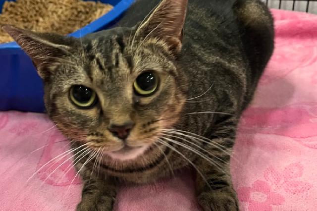 My name is Cinnaboo and I am ready for adoption. Learn more about me!