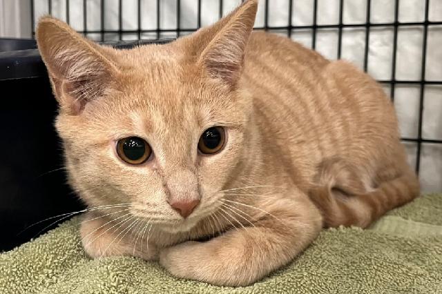 My name is Steve Lava Chicken and I am ready for adoption. Learn more about me!
