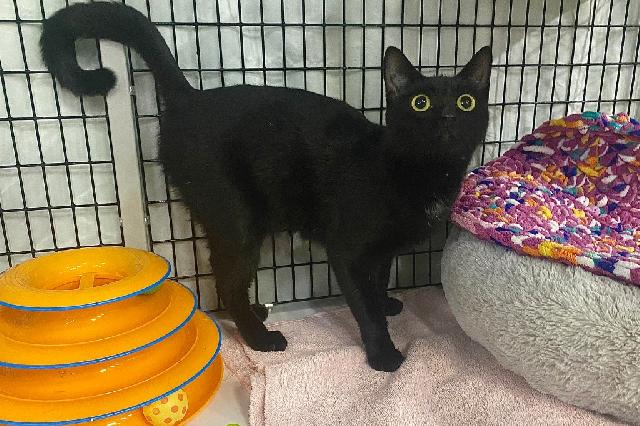 My name at SAFE Haven was Alberta and I was adopted!