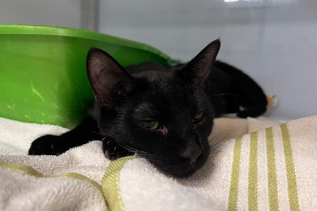 My name is Green Bean and I am ready for adoption. Learn more about me!