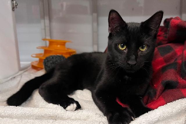 My name is Cowboy Beans and I am ready for adoption. Learn more about me!