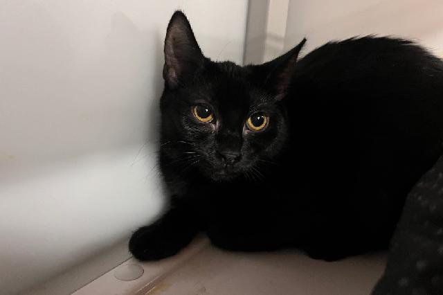 My name is Navy Bean and I am ready for adoption. Learn more about me!