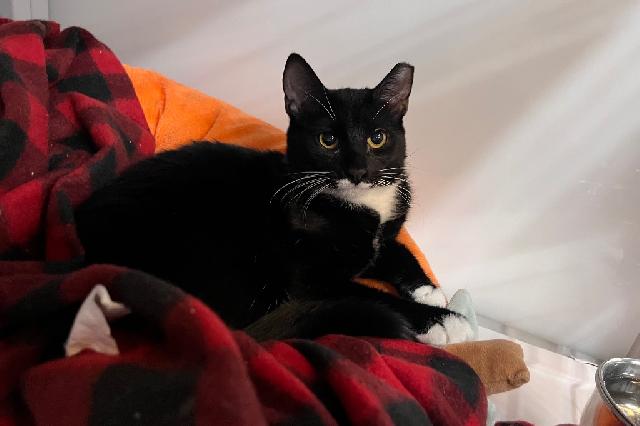 My name is Adzuki and I am ready for adoption. Learn more about me!