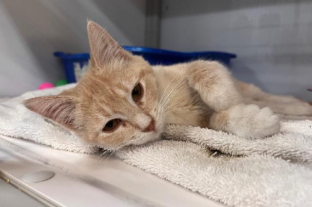 My name at SAFE Haven was Peaches 'N Cream and I was adopted!