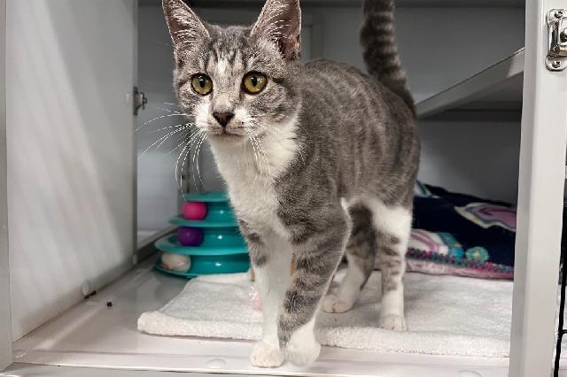 My name is Diamond Pickaxe and I am ready for adoption. Learn more about me!