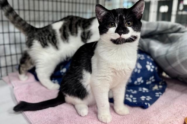 My name at SAFE Haven was Colonel Mustard and I was adopted!