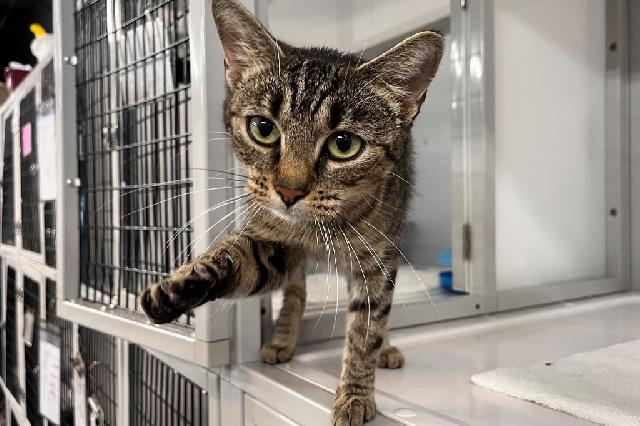 My name at SAFE Haven was Miss Scarlet and I was adopted!