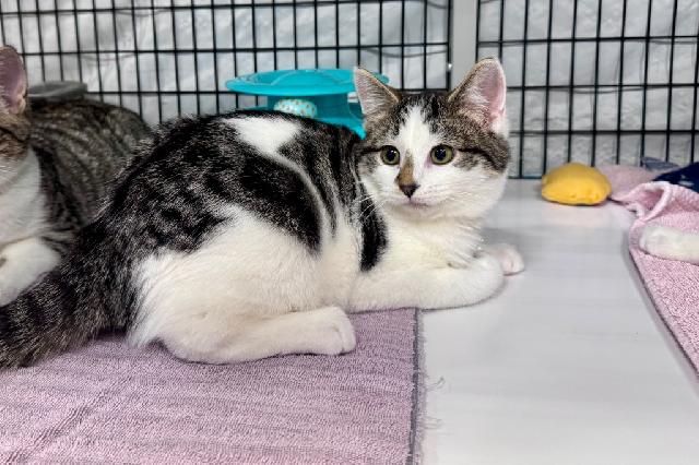 My name at SAFE Haven was Professor Plum and I was adopted!