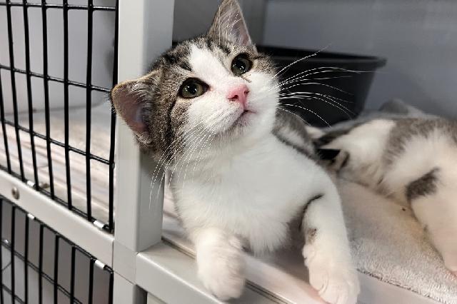 My name at SAFE Haven was Mrs. Peacock and I was adopted!