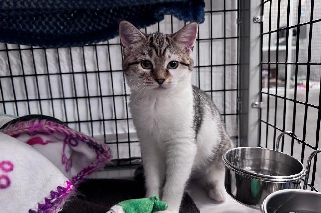 My name at SAFE Haven was Mrs. White and I was adopted!