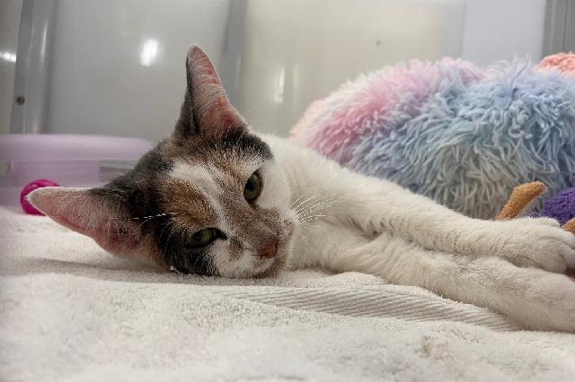 My name at SAFE Haven was Athena and I was adopted!