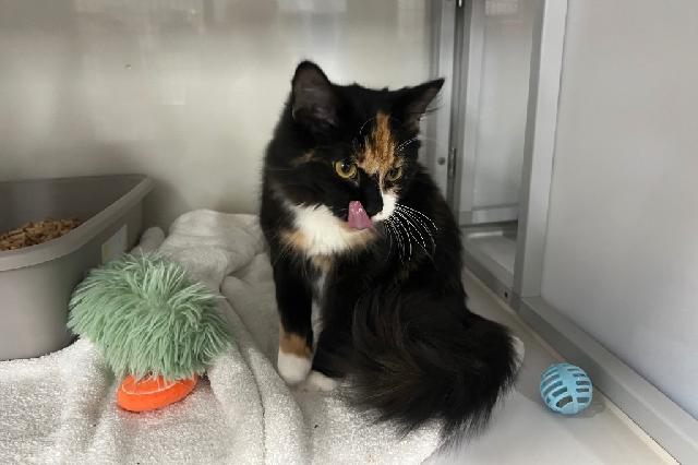 My name at SAFE Haven was Alex Straza and I was adopted!