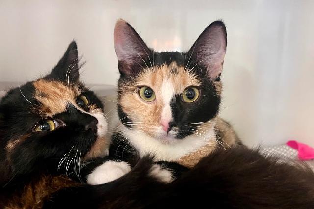 My name at SAFE Haven was Primrose and I was adopted!