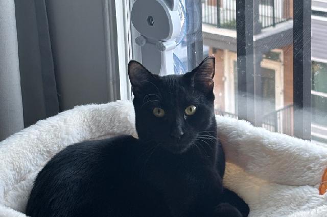 My name is Benito and I am ready for adoption. Learn more about me!