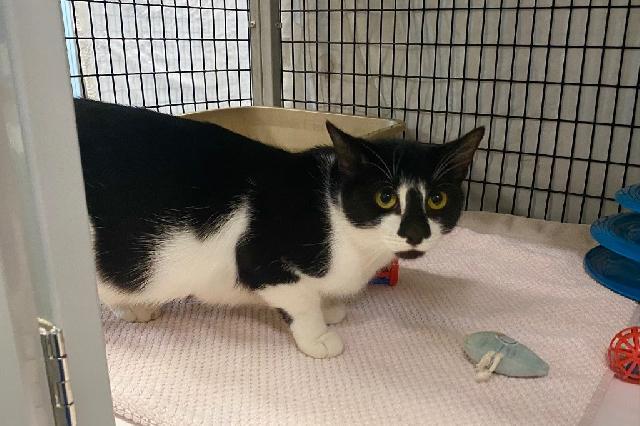 My name is Elizabethany and I am ready for adoption. Learn more about me!