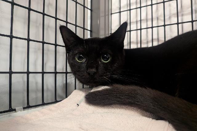 My name is Baby Doll and I am ready for adoption. Learn more about me!