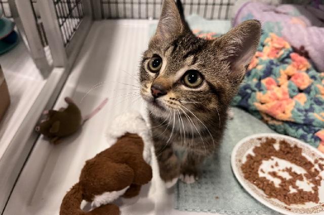 My name at SAFE Haven was Coconut Cream Pie and I was adopted!