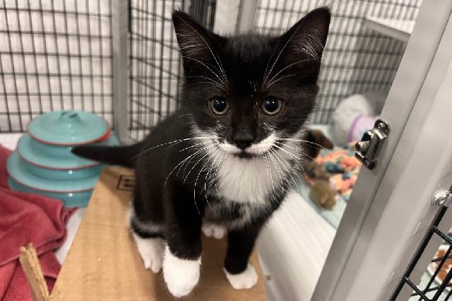 My name at SAFE Haven was Boston Creme Pie and I was adopted!