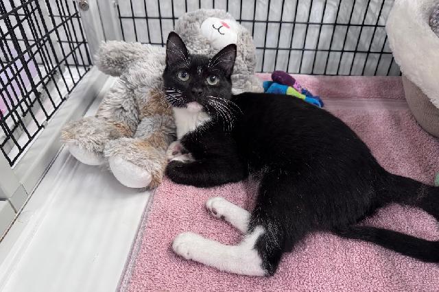 My name is Black-Whiskered Vireo and I am ready for adoption. Learn more about me!