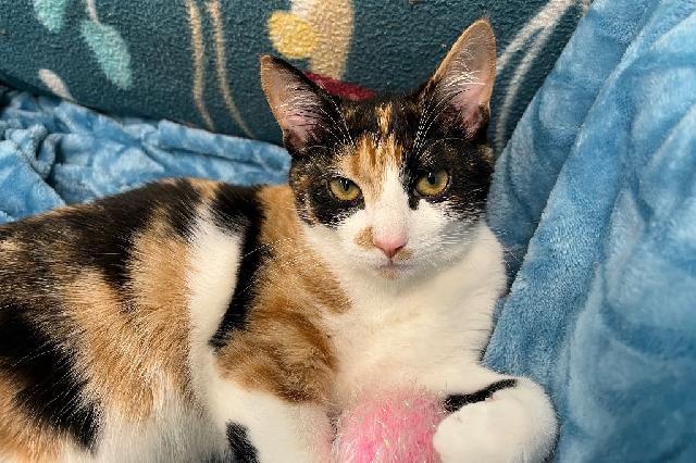 My name at SAFE Haven was Meadowlark and I was adopted!