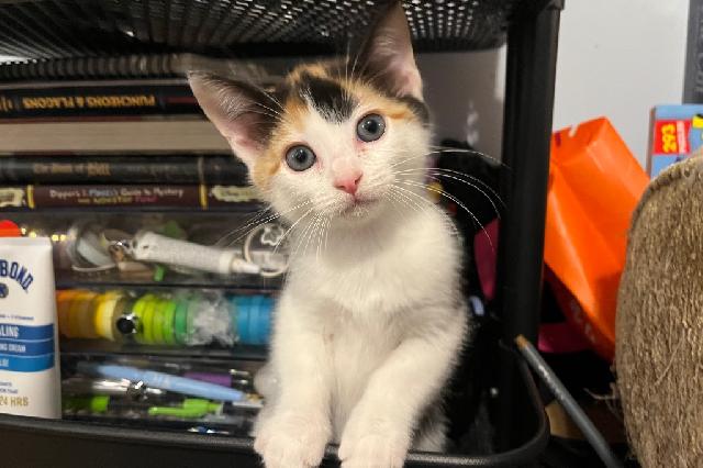 My name at SAFE Haven was Painted Bunting and I was adopted!