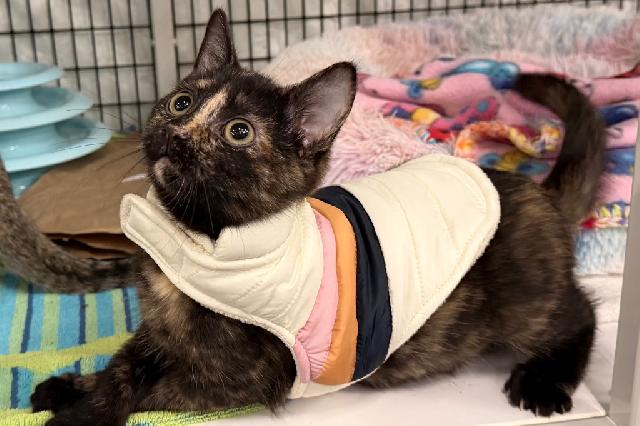 My name at SAFE Haven was Junco and I was adopted!