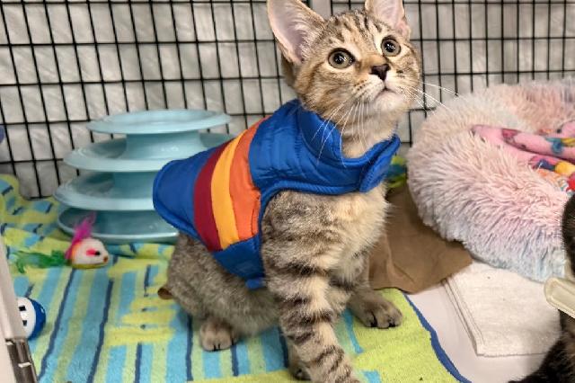 My name at SAFE Haven was Nuthatch and I was adopted!