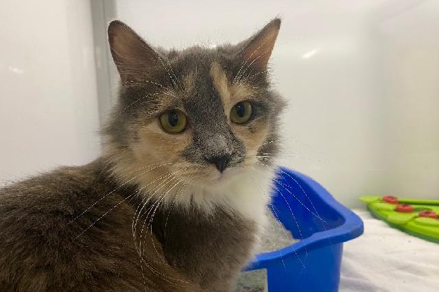My name is Mooncake and I am ready for adoption. Learn more about me!