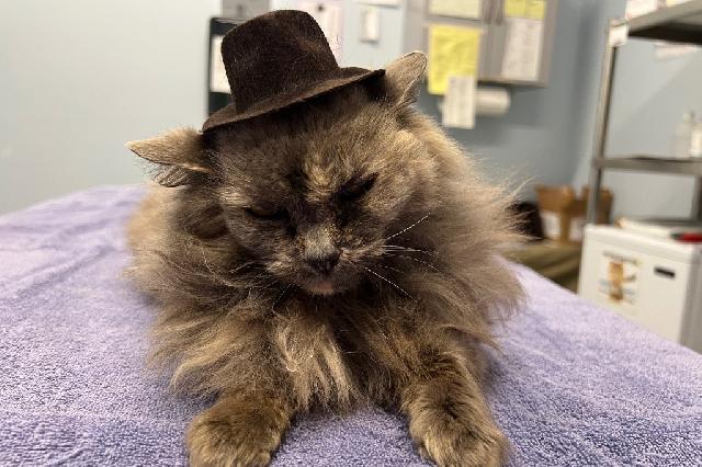 My name at SAFE Haven was Gardenia Blossom and I was adopted!