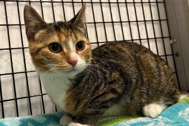 My name is Salamander and I am ready for adoption. Learn more about me!