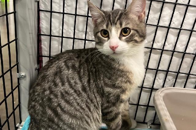 My name is Lizard and I am ready for adoption. Learn more about me!