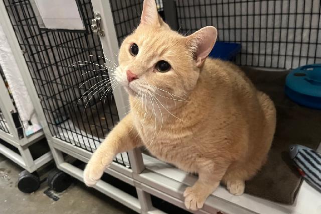 My name is Andrew and I am ready for adoption. Learn more about me!