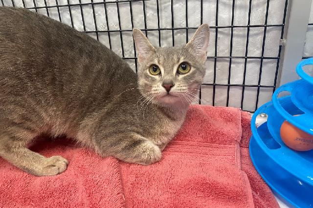 My name is Yellowfin and I am ready for adoption. Learn more about me!