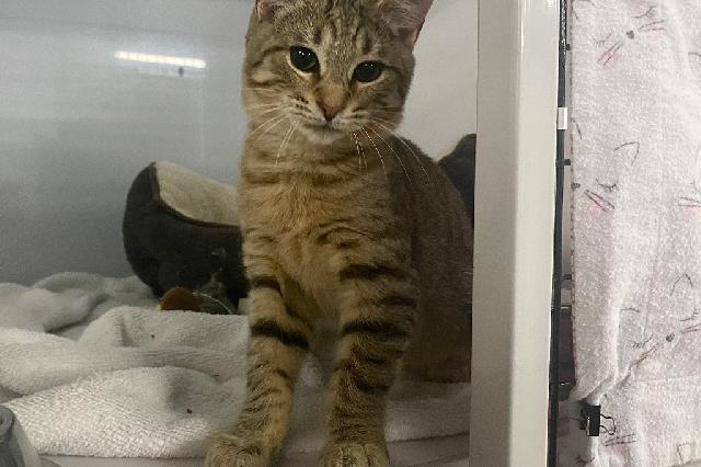 My name at SAFE Haven was Unagi Roll and I was adopted!