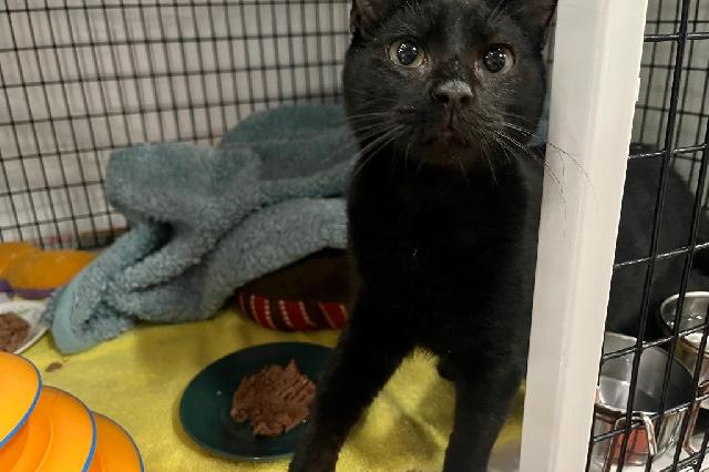 My name is Nocturne and I am ready for adoption. Learn more about me!