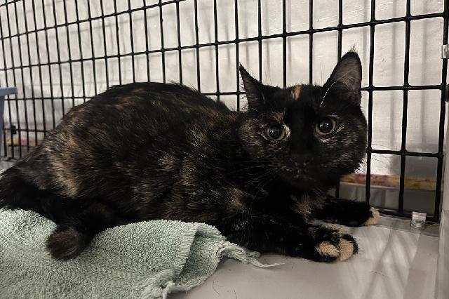 My name is Bestla and I am ready for adoption. Learn more about me!