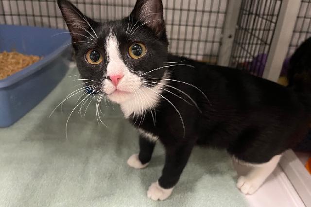 My name is Roseanne and I am ready for adoption. Learn more about me!