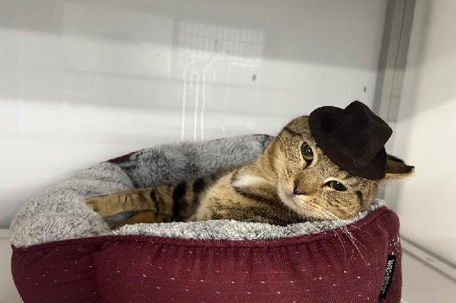 My name is Caraway and I am ready for adoption. Learn more about me!